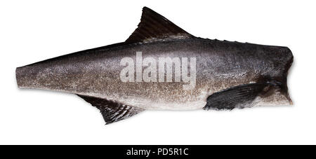 Cobia carcass without the head on a white background Stock Photo