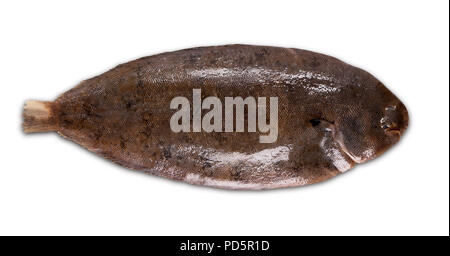 Fresh fish sole on white background Stock Photo