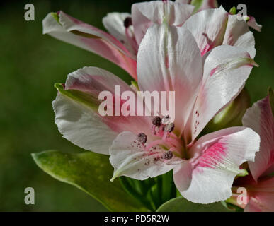 Alstroemeria Inticancha Maya (Peruvian Lily) Stock Photo