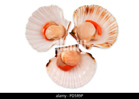 Sea scallop raw in seashell on white background Stock Photo