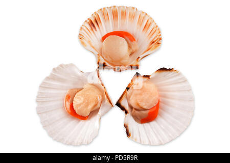 Sea scallop raw in seashell on white background Stock Photo