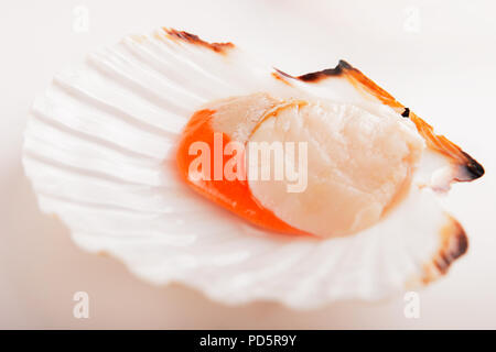 Sea scallop raw in seashell on white background Stock Photo
