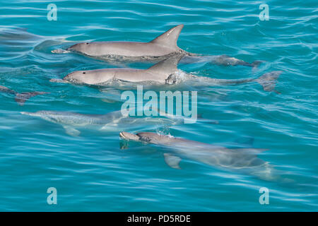 Australia, Western Australia, Kimberley Coast, Yampi Sound, Buccaneer Archipelago. Pod of Indo-Pacific bottlenose dolphins (Tursiops aduncus) Stock Photo