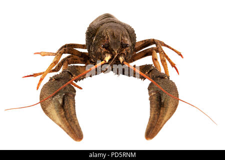 One raw crayfish isolated on white background Stock Photo