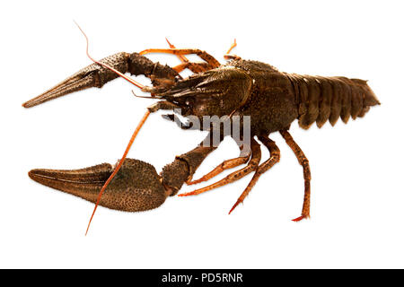 One raw crayfish isolated on white background Stock Photo