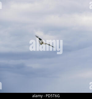 Bird of prey flying against the cloudy sky Stock Photo