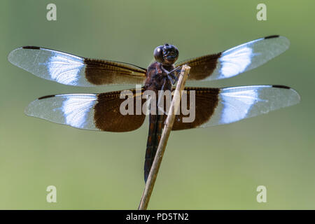 Widow Skimmer (Libellula luctuosa) on a perch, Iowa, USA Stock Photo