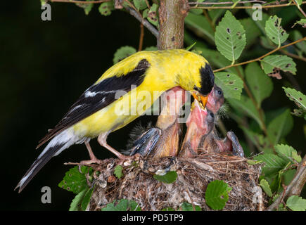 Male American goldfinch (Spinus tristis) feeding nestlings in the nest, Iowa, USA Stock Photo