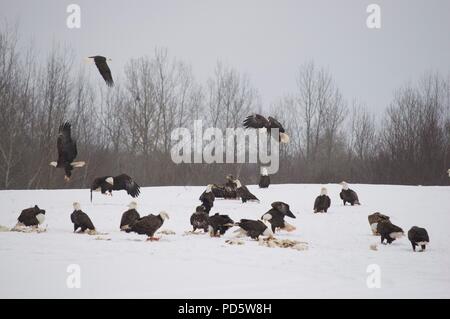 A group of Bald Eagles gathering in the snow to collect food (convocation) Stock Photo