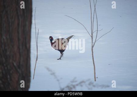 Male Pheasant walking in the snow behind a tree (Common Pheasant) (Phasianus Colchicus) (Ring-necked Pheasant)
