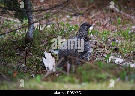 Female Spruce Grouse sitting amongst foliage in the woods (Chestnut color) (Falcipennis canadensis or Canada Grouse) Stock Photo