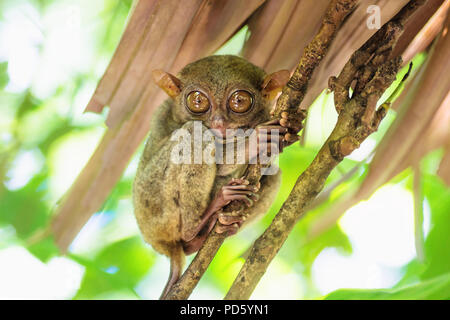 Tarsier with big eyes on a branch in Bohol, Philippines, Asia Stock Photo