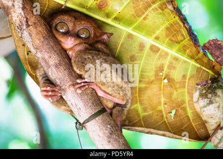 Tarsier sitting cute with big eyes on a branch in Bohol, Philippines, Asia Stock Photo