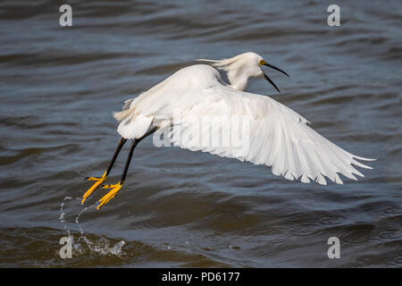 Snowy Egret (Egretta thula) in flight over Lake Hefner in Oklahoma City Stock Photo