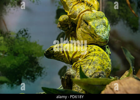 Close up shot of a cute yellow Mexican Spiny Tailed Iguana at Denver Zoo Stock Photo