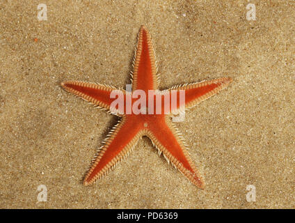 Orange Comb Starfish (Astropecten sp.) aboral surface overview on the sand and under a thin, transparent, layer of clear water. Lagoa de Albufeira bea Stock Photo