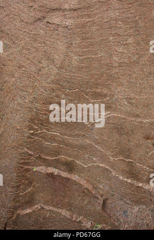 Pink granite of the Canadian Shield, typical of the bedrock in Killarney Park, Ontario. Stock Photo