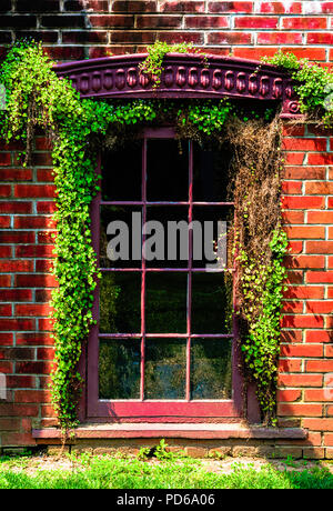 Old pained window surrounded by green vines and red brick at the Smith ville Mansion NJ Stock Photo