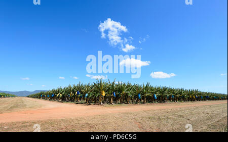 View of a banana plantation, Cape York, Far North Queensland, FNQ, QLD, Australia Stock Photo