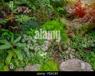 Living Tropical Moss Plant