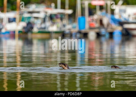 Two Smooth Coated Otter swim in front of a private jetty, Singapore Stock Photo