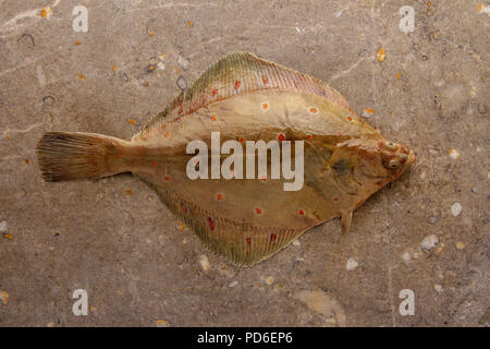 raw fresh saltwater fish Stock Photo