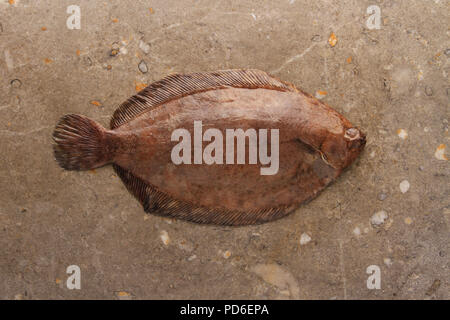 raw fresh saltwater fish Stock Photo