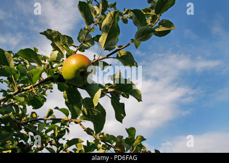 A single apple growing on an apple tree in Summer Stock Photo