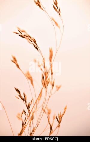 Selective soft focus of beach dry grass, reeds, stalks blowing in the wind at golden sunset light, horizontal, blurred sea on background Stock Photo