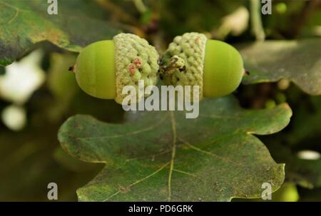Oak acorns on the branch against natural background Stock Photo