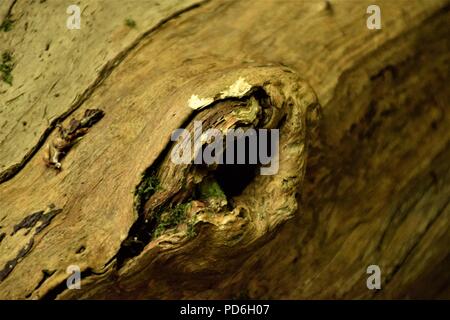 Tree bark texture macro photography in the nature with green moss over the deep marks on the trees Stock Photo