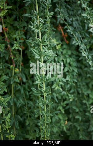 Jasminum nudiflorum plant Stock Photo