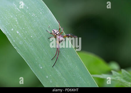 Furrow Spider (Larinioides cornutus) Stock Photo