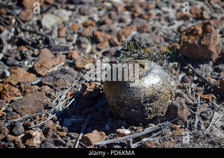 Horse Dung Fungus, Pisolithus arhizus, growing on the Little Marley Fire trail, Royal National Park, Sydney, NSW, Australia. Also called dyeball fungi Stock Photo