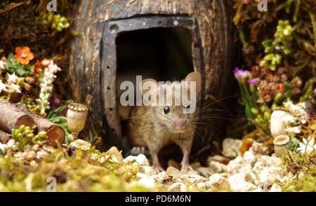 George the mouse in a log pile house Stock Photo