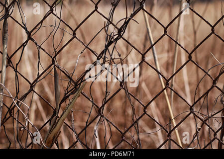 Metal wire grid fence with dry brown grass on background Stock Photo