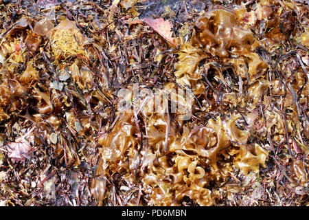 Close up view of brown, green and yellow seaweed texture with empty copy space for text. Stock Photo
