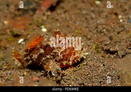 hairy frogfish, Haariger Anglerfisch, Antennarius striatus, Tulamben, Bali, indonesia, Indonesien Stock Photo