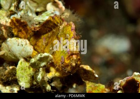 Spiny-tufted or rosy frogfish, Stachelbusch-Anglerfisch, Antennatus rosaceus, Tulamben, Bali, indonesia, Indonesien Stock Photo