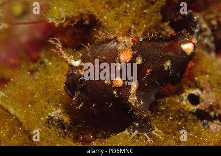 Spiny-tufted or rosy frogfish, Stachelbusch-Anglerfisch, Antennatus rosaceus, Tulamben, Bali, indonesia, Indonesien Stock Photo
