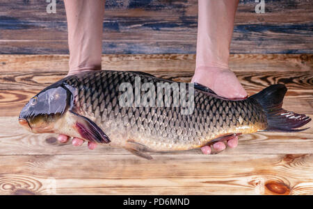 Cook hands hold big carp on a wooden table. Fresh fish. Fish restaurant Stock Photo