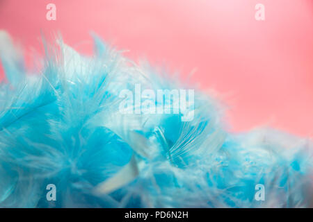 soft and blur style selective focus Pastel blue turquoise colored of chicken feathers on pink background, copy space Stock Photo