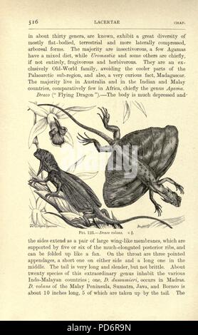 Amphibia and reptiles (Page 516, Fig. 123) Stock Photo