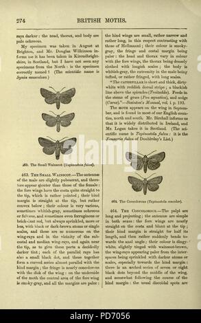 Butterflies and moths (British) (Page 274 Stock Photo - Alamy