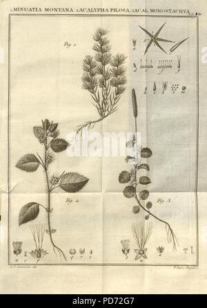 Anales de historia natural (Tab. 11 Stock Photo - Alamy