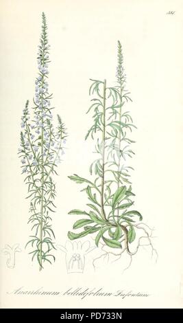 Anarrhinum bellidifolium - Flora regni Borussici vol. 9 - t. 581. Stock Photo