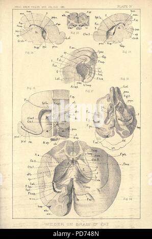 Anatomical technology as applied to the domestic cat Stock Photo