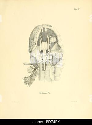 Anatomische abhandlungen über die perennibranchiaten und derotremen (Taf. IIa) Stock Photo