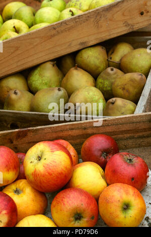 preparing fresh apples Stock Photo - Alamy
