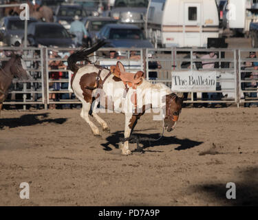 A bucking bronco after successfully throwing its rider during the Bronc riding competition at the 2018 Deschutes County Fair Rodeo. Stock Photo